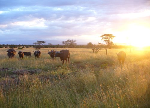 14-day budget safari in Kenya